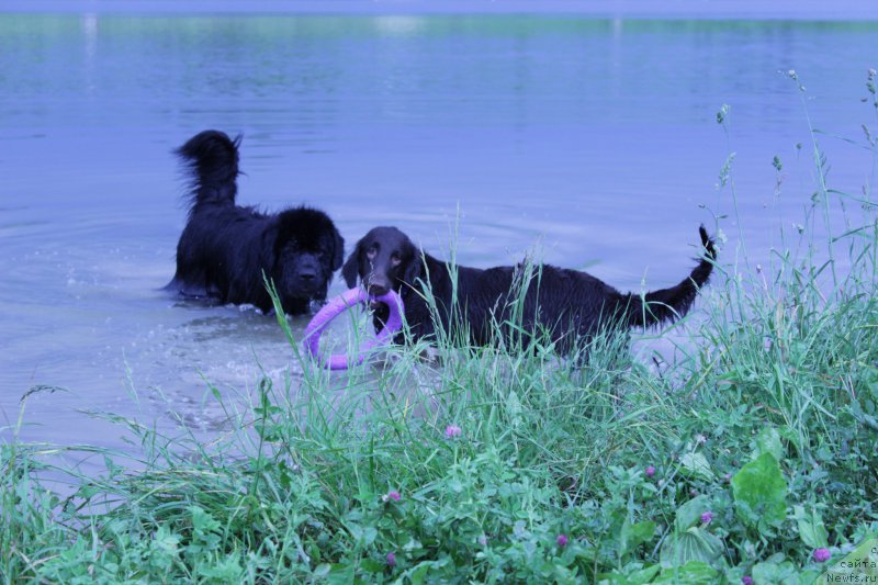 Фото: ньюфаундленд Вакула Олимпийский Мишка