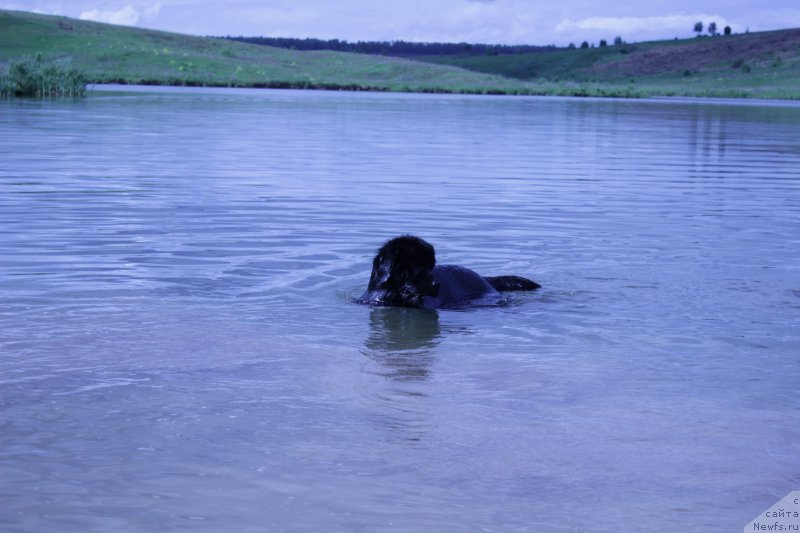 Фото: ньюфаундленд Вакула Олимпийский Мишка
