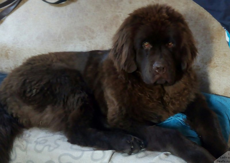 Фото: ньюфаундленд Браунблад МСК Бель Эста Мари