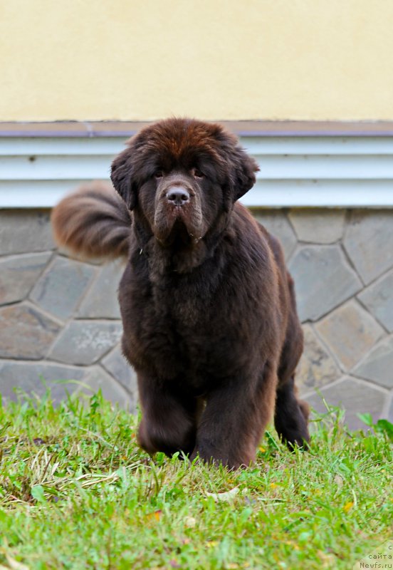 Фотография № 215798