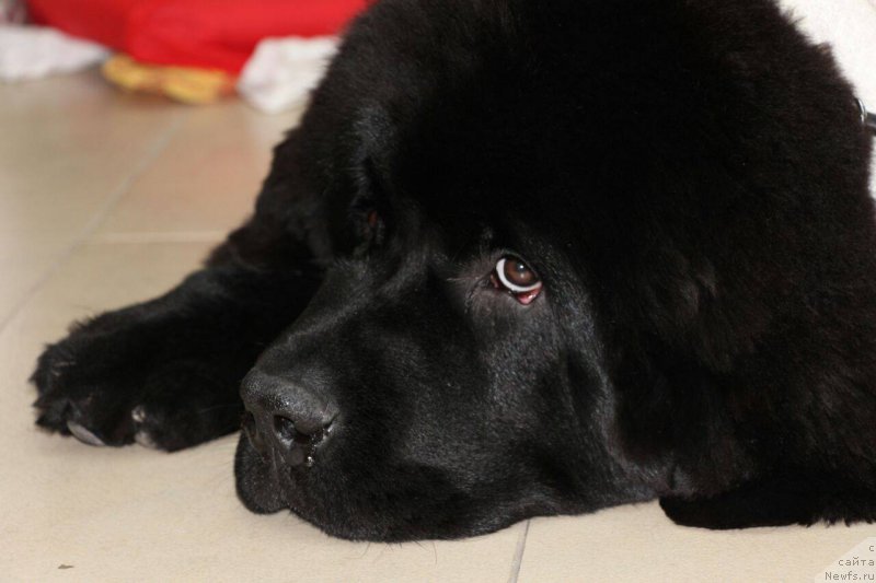 Фото: ньюфаундленд Супер Премиум Царь Баловень