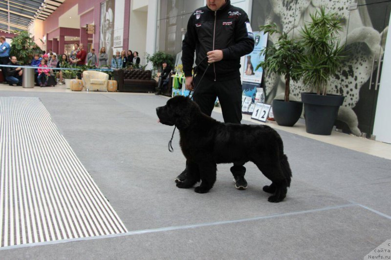 Фото: ньюфаундленд Супер Премиум Царь Баловень