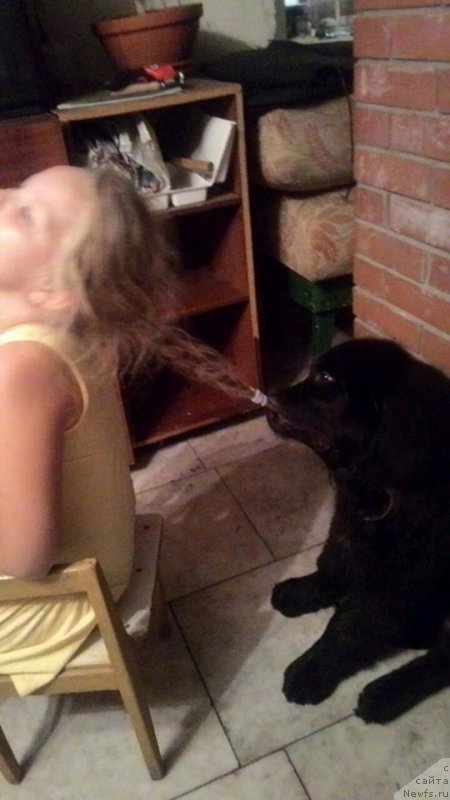 Фото: ньюфаундленд Супер Премиум Царь Баловень