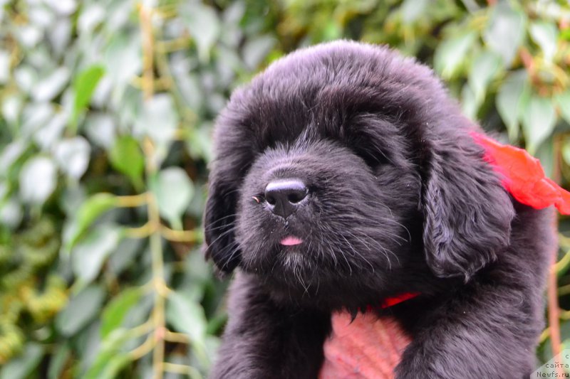 Фото: ньюфаундленд Талисман Моря Калипсо