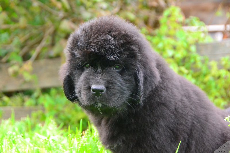 Фото: ньюфаундленд Талисман Моря Калипсо