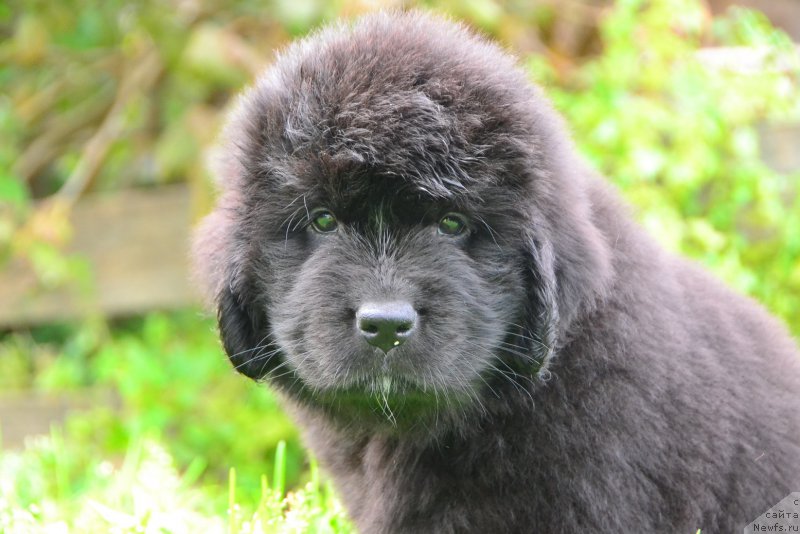 Фото: ньюфаундленд Талисман Моря Калипсо