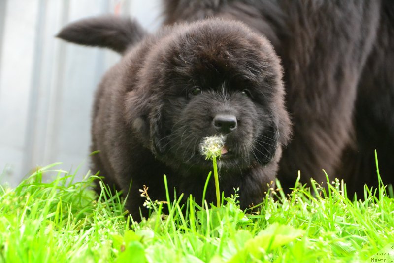 Фото: ньюфаундленд Талисман Моря Калипсо