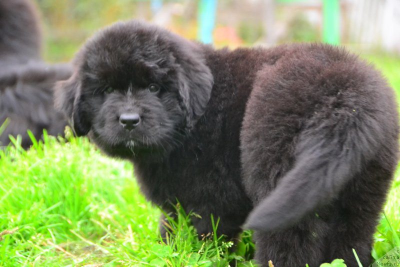 Фото: ньюфаундленд Талисман Моря Калипсо