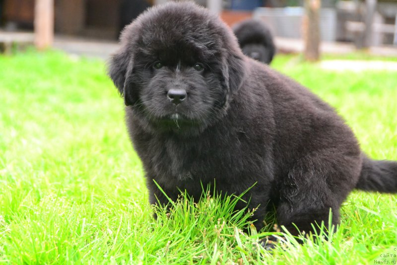 Фото: ньюфаундленд Талисман Моря Калипсо