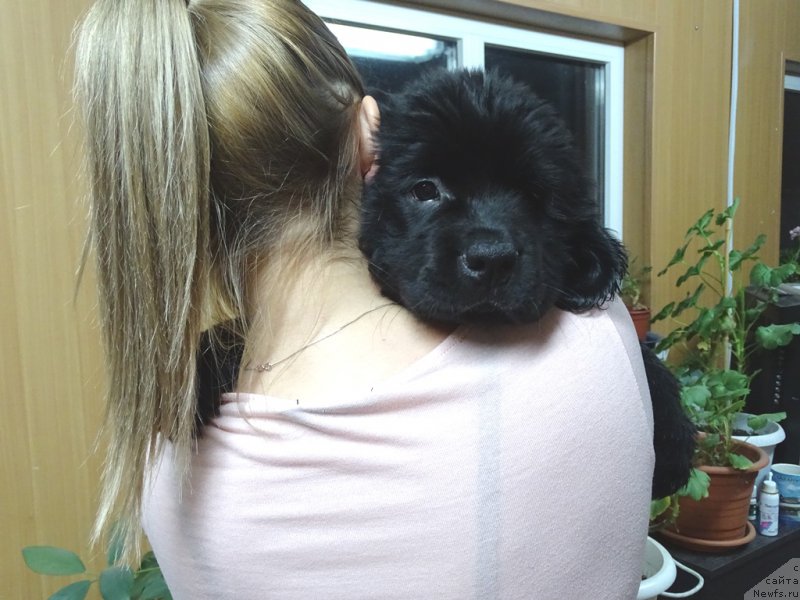 Фото: ньюфаундленд С'Нежная Вьюга Ван Гилс Классик (S'Nezhnaya Vjuga Van Gils Classik)