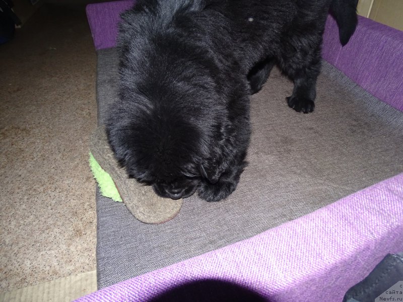 Фотография № 215818