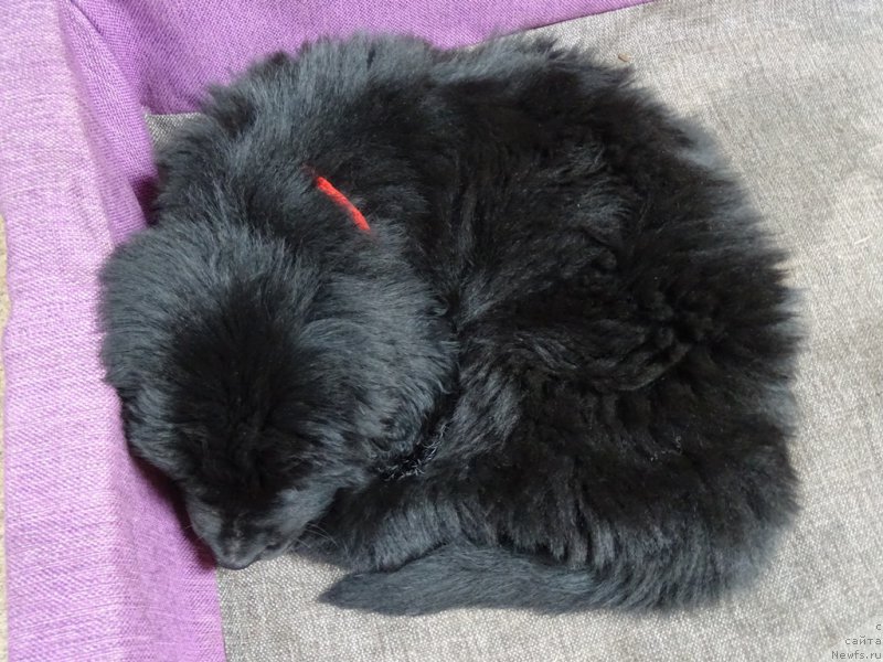 Фото: ньюфаундленд С'Нежная Вьюга Ван Гилс Классик (S'Nezhnaya Vjuga Van Gils Classik)