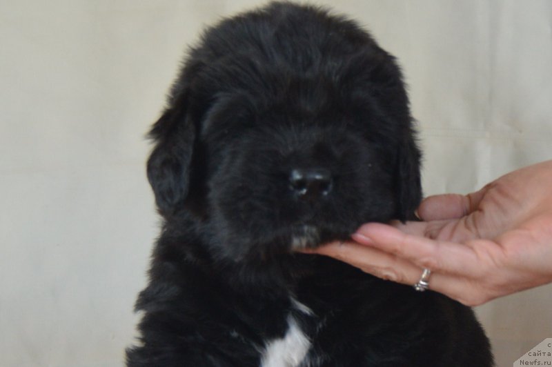 Фото: Кобель-белая нитка