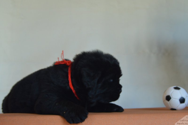 Фото: Кобель-красная нитка