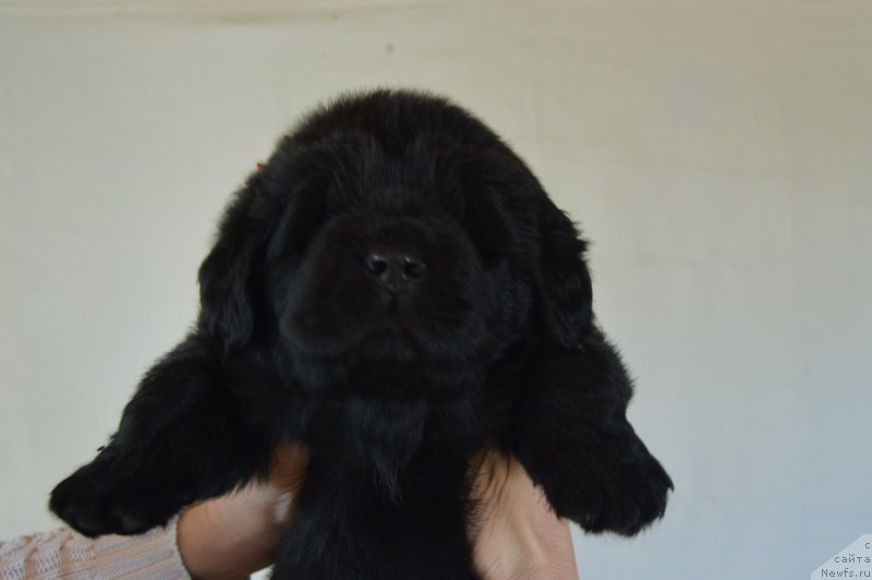 Фото: Кобель-красная нитка