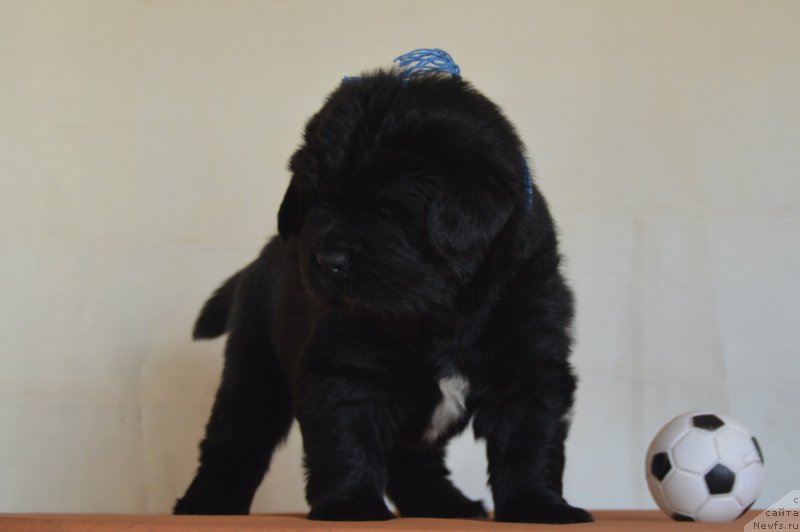 Фото: Кобель-синяя нитка