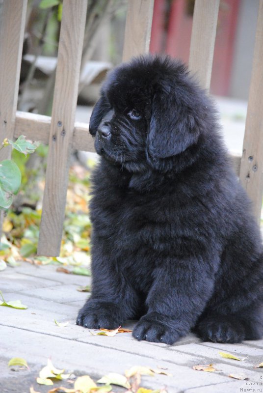 Фото: ньюфаундленд Моя Стихия Настасья Краса (Moya Stikhiya Nastasya Krasa)