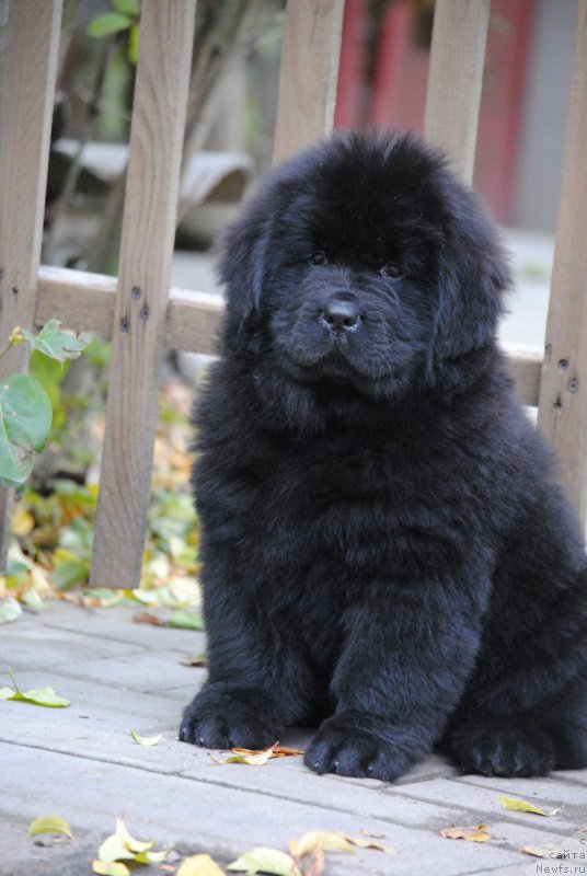 Фото: ньюфаундленд Моя Стихия Настасья Краса (Moya Stikhiya Nastasya Krasa)