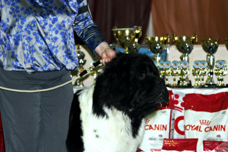 Фото: ньюфаундленд Степная Пальмира Единственный Мой