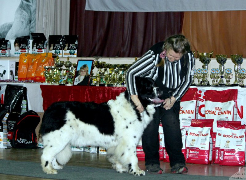 Фото: ньюфаундленд Баффи от Карельских Медведей