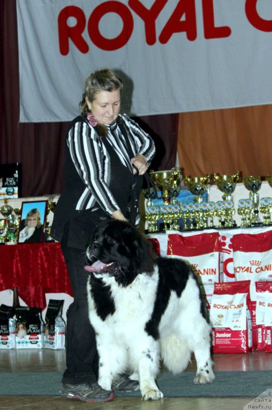 Фото: ньюфаундленд Баффи от Карельских Медведей