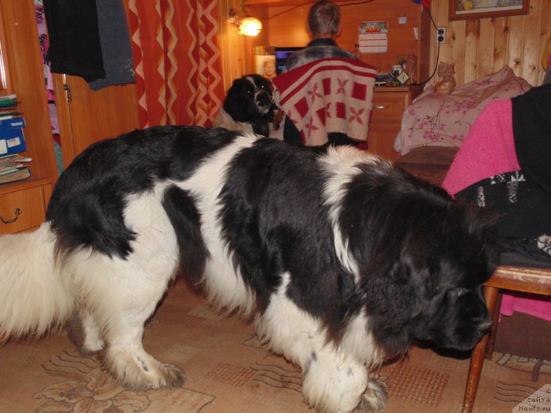 Фото: ньюфаундленд Супер Бизон Мелодия