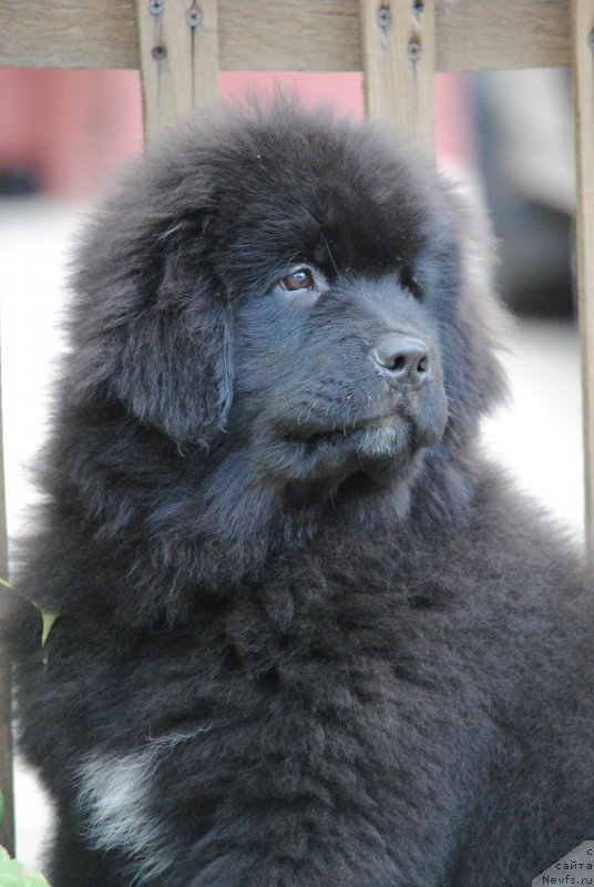 Фото: ньюфаундленд Моя Стихия Мисс Пиджи