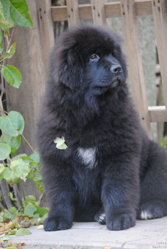 Фото: ньюфаундленд Моя Стихия Мисс Пиджи