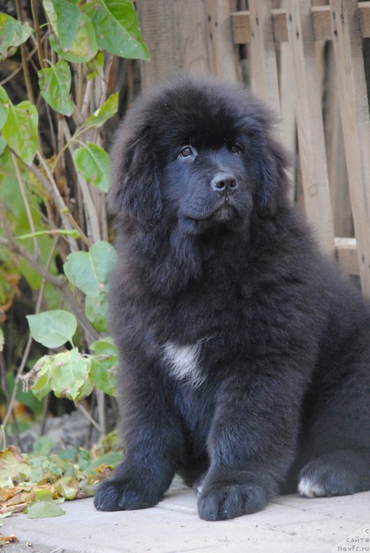 Фото: ньюфаундленд Моя Стихия Мисс Пиджи