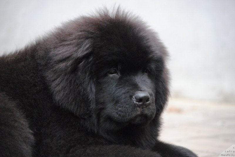 Фото: ньюфаундленд Моя Стихия Мисс Пиджи