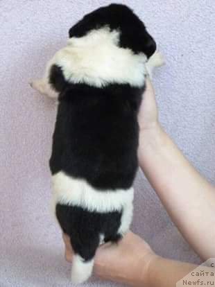 Фото: ньюфаундленд Степная Пальмира Единственный Мой