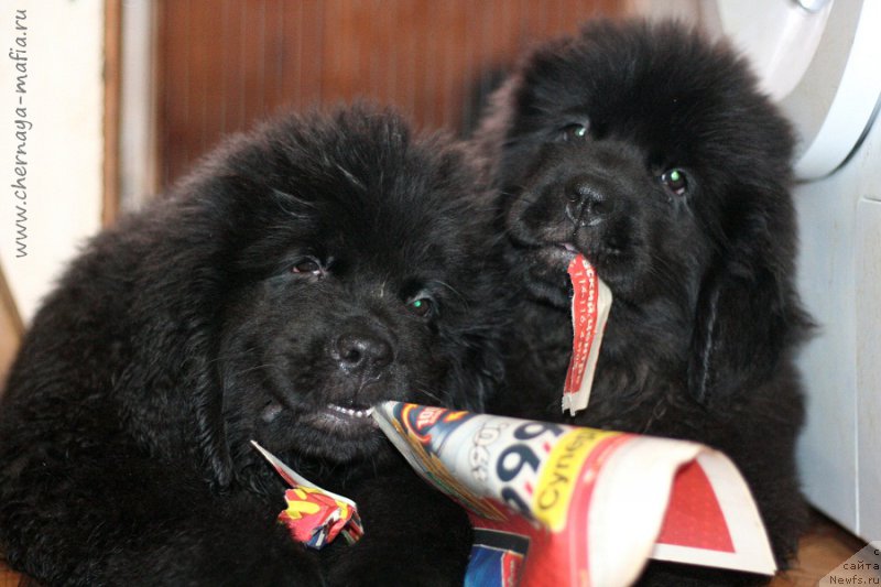 Фотография № 215883