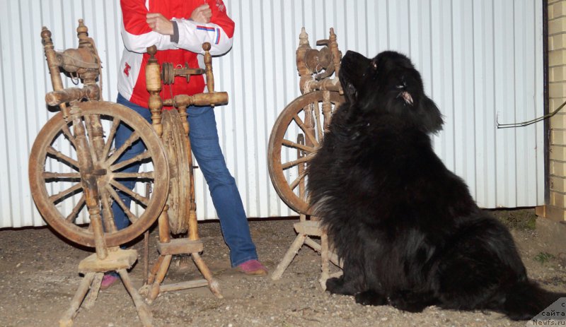 Фото: ньюфаундленд Чарующий Чезарио (Charuyuschiy Chezario)