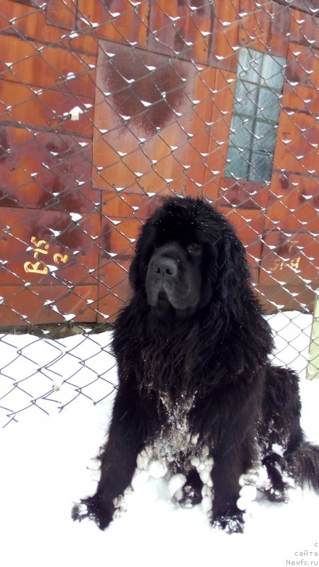 Фото: ньюфаундленд Сент Джонс Заура (Sent Djons Zaura)