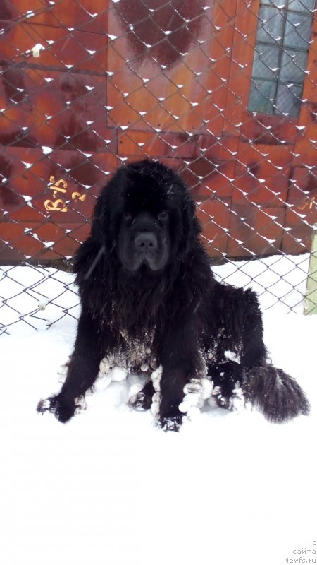 Фото: ньюфаундленд Сент Джонс Заура (Sent Djons Zaura)