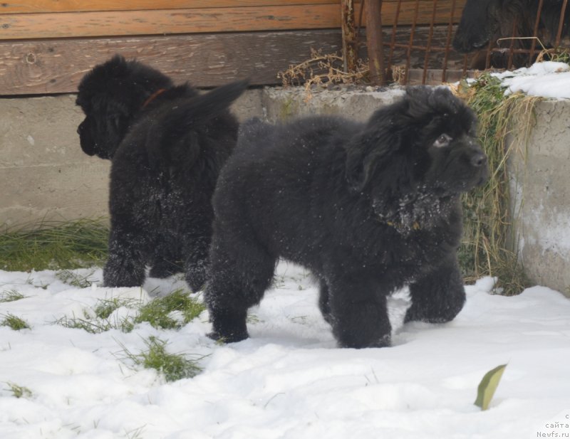 Фотография № 215899