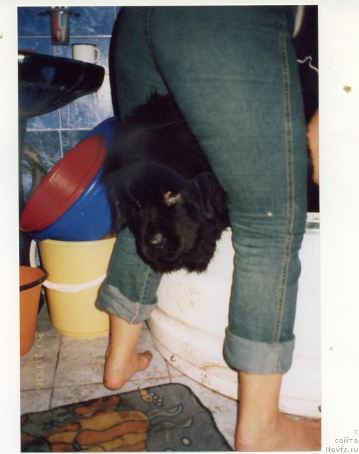 Фотография № 2159