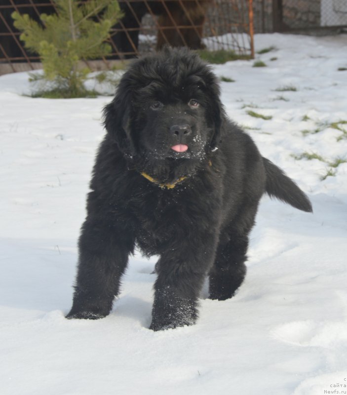 Фотография № 215900