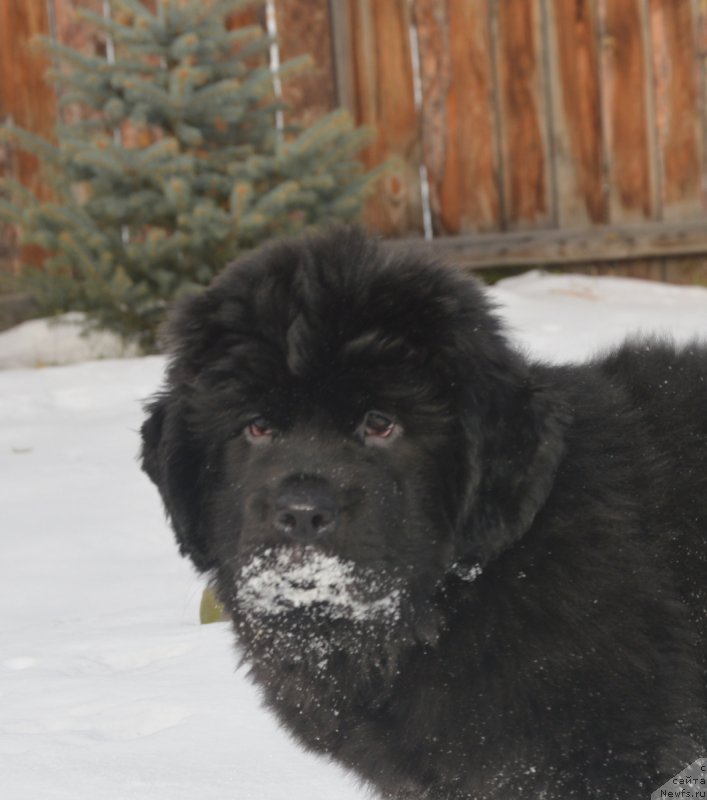 Фотография № 215901