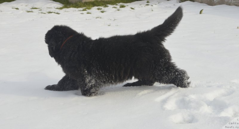 Фотография № 215902