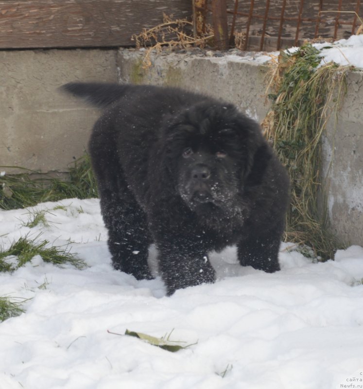 Фотография № 215905