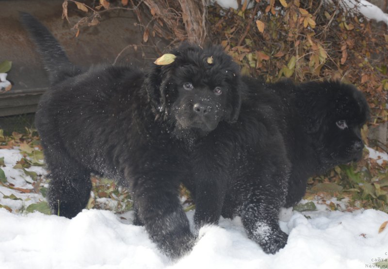 Фотография № 215908