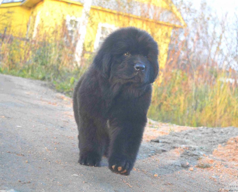 Фото: ньюфаундленд Революшен А Ля Рус из Антаграда