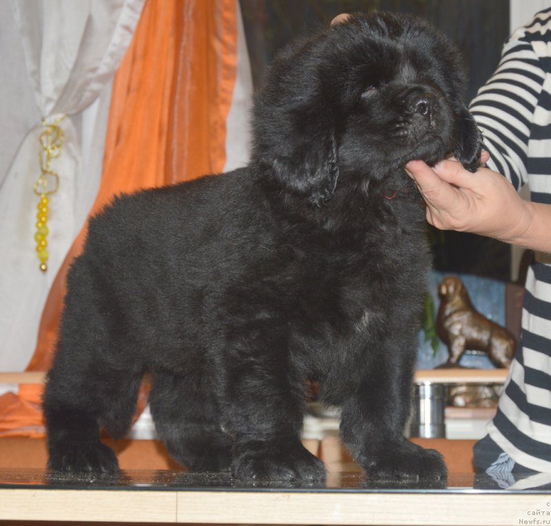 Фото: ньюфаундленд С'Нежная Вьюга Ван Гилс Классик (S'Nezhnaya Vjuga Van Gils Classik)