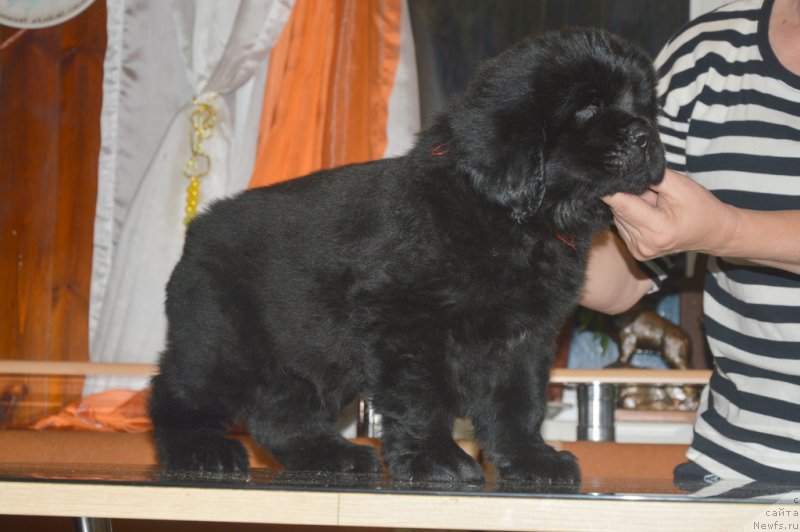 Фото: ньюфаундленд С'Нежная Вьюга Ван Гилс Классик (S'Nezhnaya Vjuga Van Gils Classik)