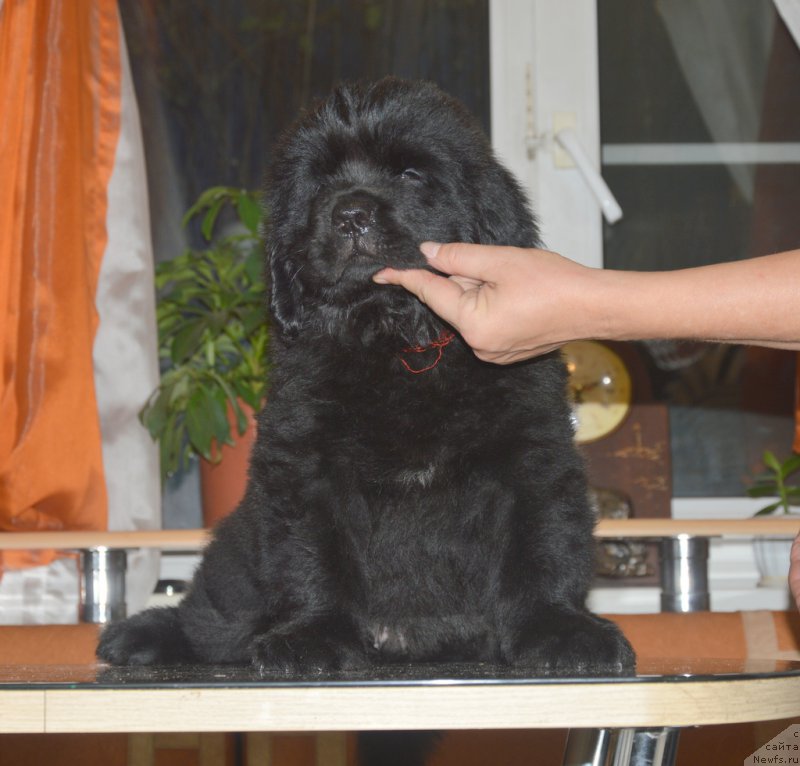 Фото: ньюфаундленд С'Нежная Вьюга Ван Гилс Классик (S'Nezhnaya Vjuga Van Gils Classik)