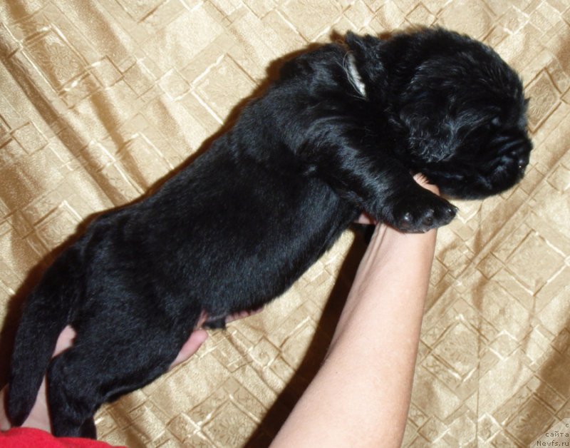 Фото: ньюфаундленд С'Нежная Вьюга ВИП Спирит (S'Nezhnaya Vjuga VIP Spirit)