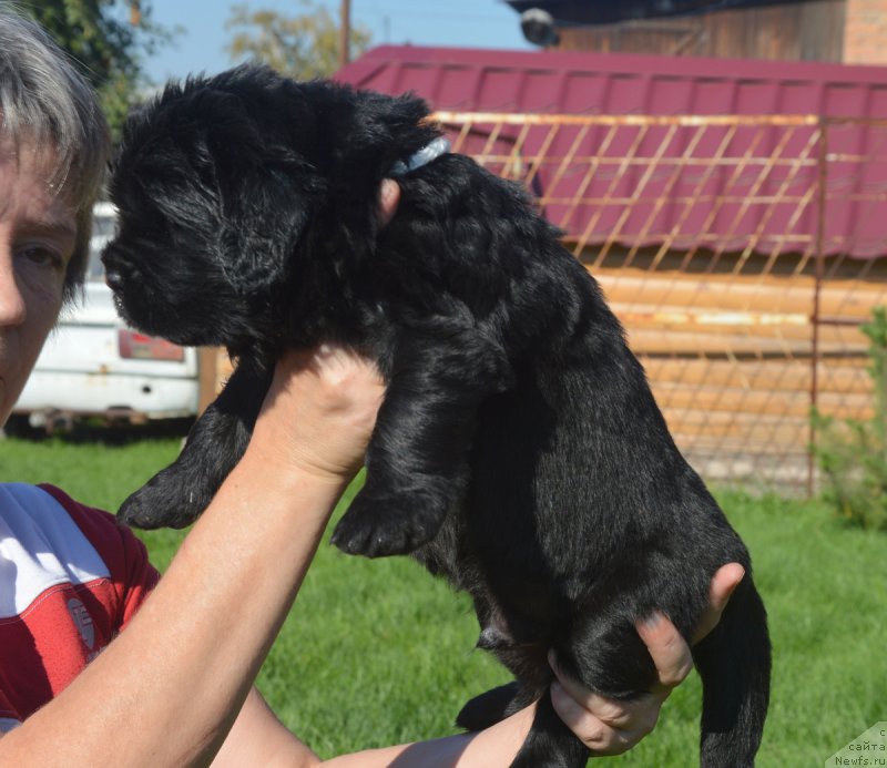 Фото: ньюфаундленд С'Нежная Вьюга ВИП Спирит (S'Nezhnaya Vjuga VIP Spirit)