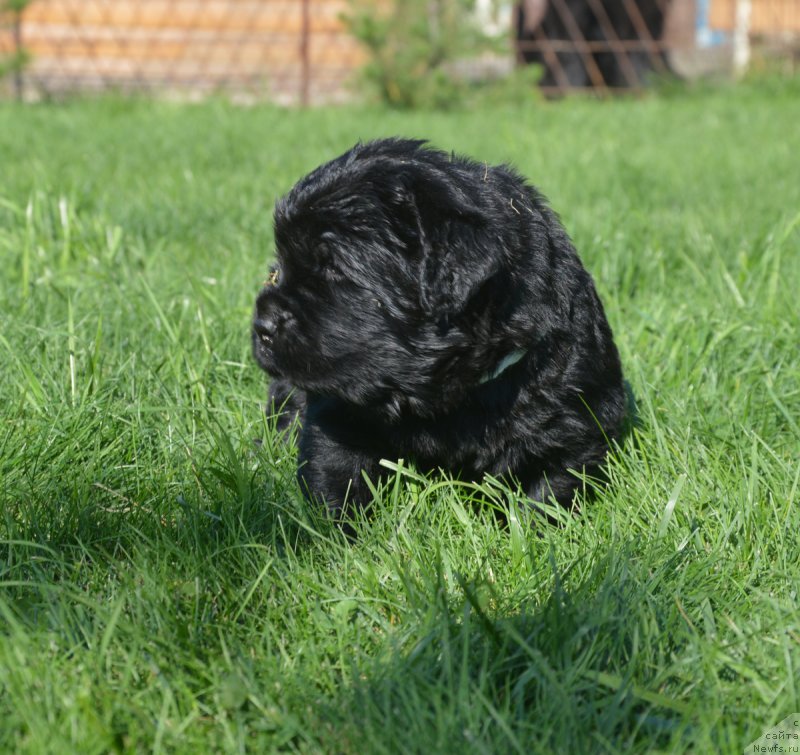 Фото: ньюфаундленд С'Нежная Вьюга ВИП Спирит (S'Nezhnaya Vjuga VIP Spirit)