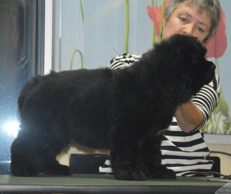 Фото: ньюфаундленд C'Нежная Вьюга Венетиан Бергамот (S'Nezhnaya Vjuga Venetian Bergamot)